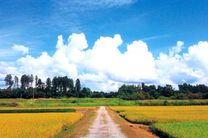 Mitane Town